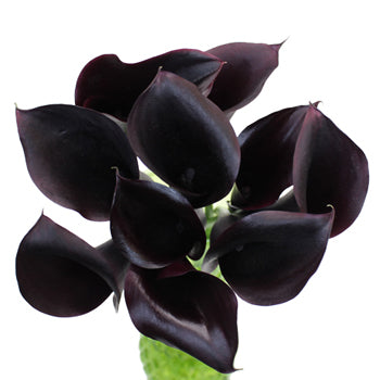 Midnight Plum Mini Calla Lily Flower