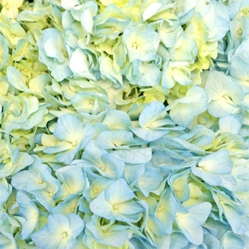 Sea Glass Blue Hydrangea Wholesale Flower Up Close