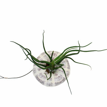 Hanging at the Beach Sea Urchin Airplant