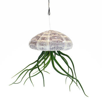 Hanging at the Beach Sea Urchin Airplant