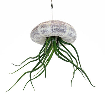 Hanging at the Beach Sea Urchin Airplant