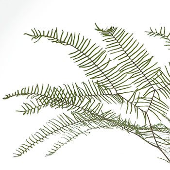 Fresh cut greenery sea star fern greenery sold near me