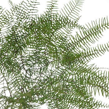 Sea Star Fern Greenery