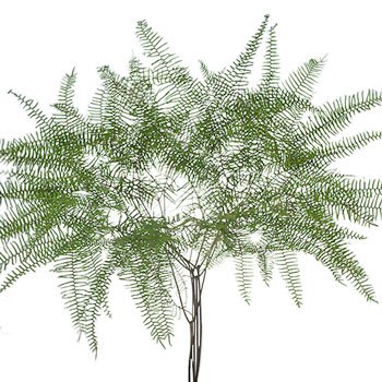 Sea Star Fern Greenery