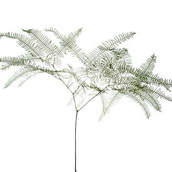 Sea Star Fern Greenery