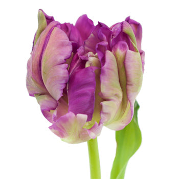 Secret Purple Parrot Tulip Wholesale Flower Up close