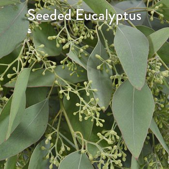 Seeded Eucalyptus and White Flowers DIY Flower Kit Up Close