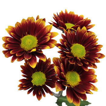 Autumn Daisy Flower