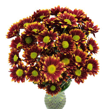 Autumn Daisy Flower