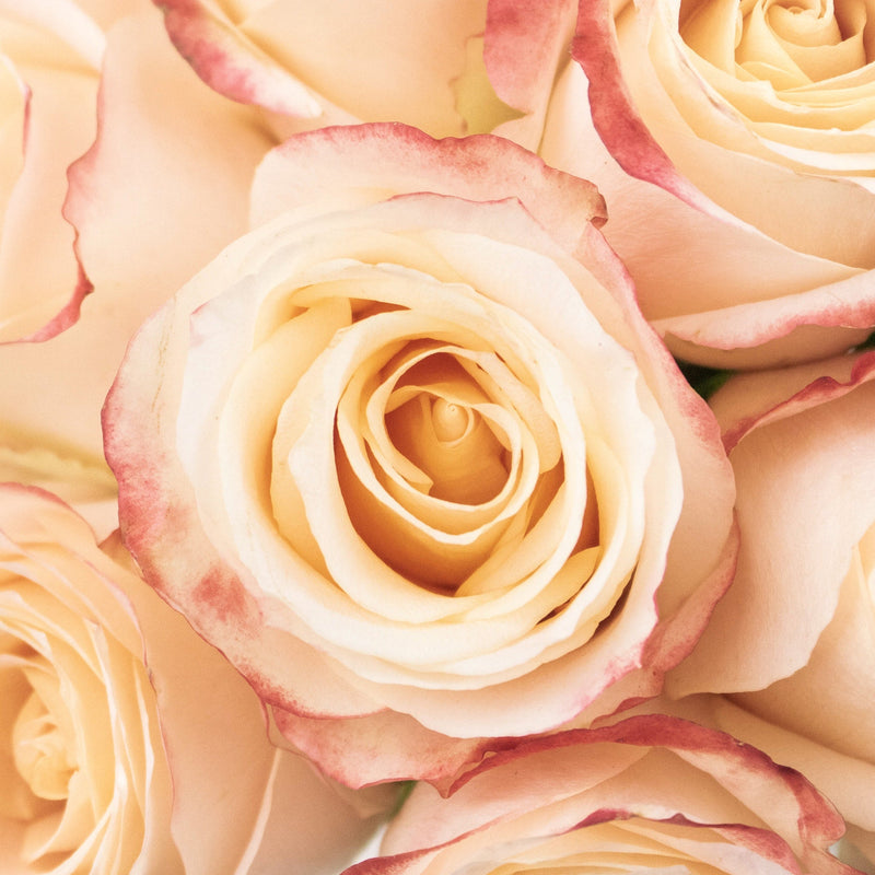 Sevilla Peach Roses Up Close