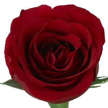 Sexy Red Bulk Red Roses
