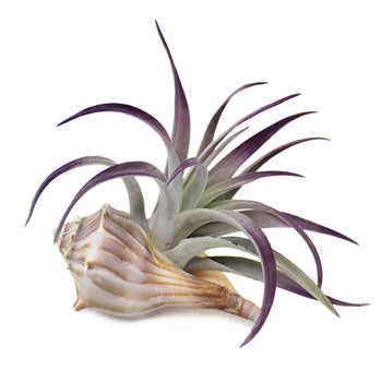Tillandsia Beach Wedding Arrangements
