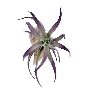 Tillandsia Beach Wedding Arrangements