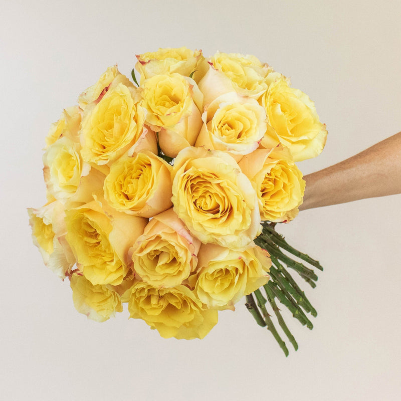 Shimmer Sister Yellow Roses in a Hand