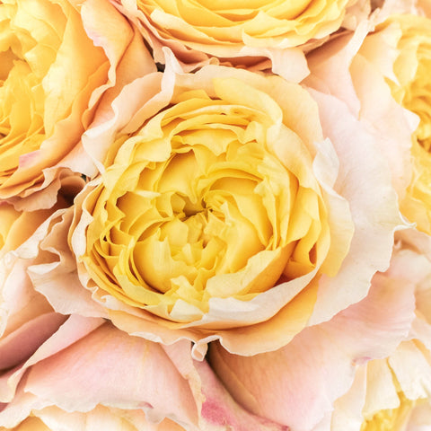 Shine On Sunset Garden Roses Up Close