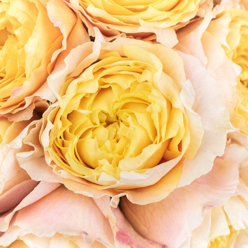 Shine On Sunset Garden Roses Up Close