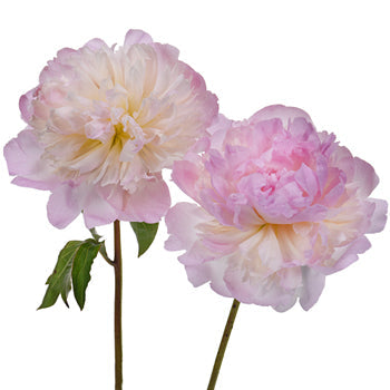 Shirley Temple Pink Peony Stems