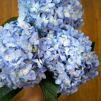 Shocking Blue Hydrangea Wholesale Flower Bunch