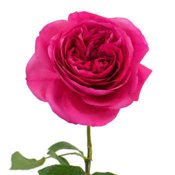 Shocking Pink Garden Rose Stem