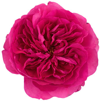 Shocking Pink Garden Rose Stem close up