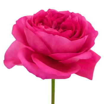 Shocking Pink Garden Rose Side Stem View