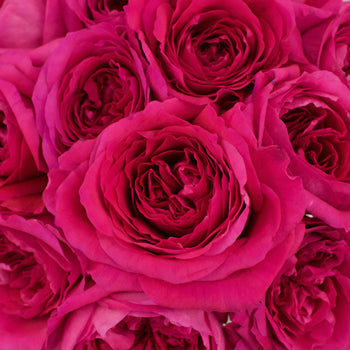 Shocking Pink Garden Roses up close