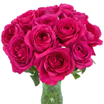 Shocking Pink Garden Wholesale Roses In a vase