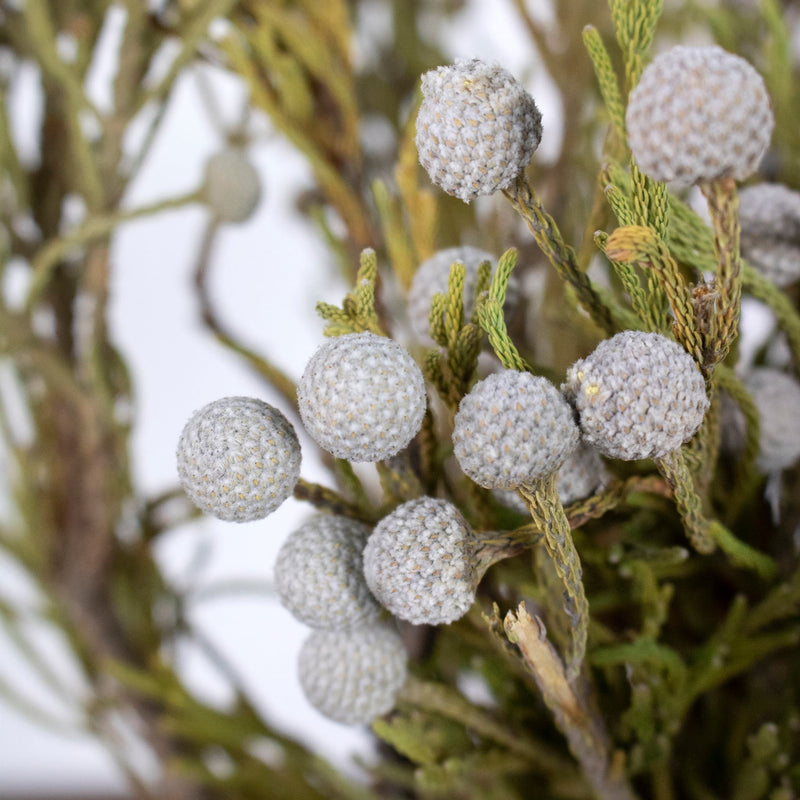 Silver Brunia Balls Flower Up Close