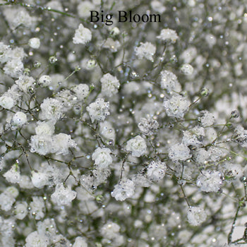 Baby's Breath Flower Silver Glitter