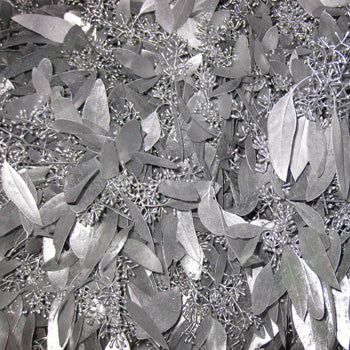 Silver Seeded Eucalyptus Wholesale Greenery Up Close