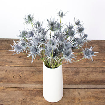 Silver Tinted Thistle Wholesale Flower In a vase
