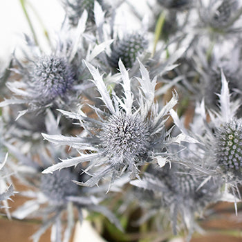 Silver Tinted Thistle Wholesale Flower Upclose