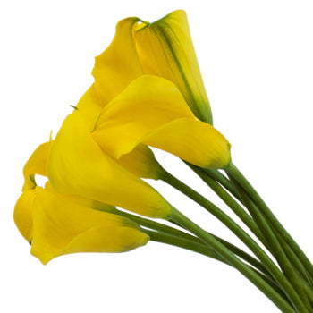 Simply Modern Yellow Calla Lily DIY Flower Kit Up Close