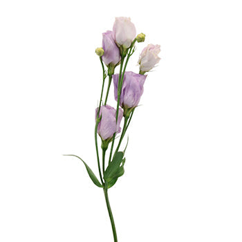 Single Carice Lavender Lisianthus Wholesale Flower Stem