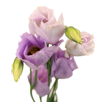 Single Carice Lavender Lisianthus Wholesale Flower Upclose
