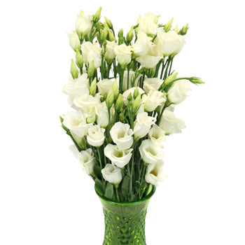 Single Piccolo White Lisianthus Wholesale Flower In a vase