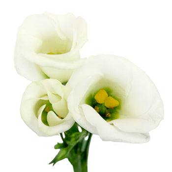 Single Piccolo White Lisianthus Wholesale Flower Bloom