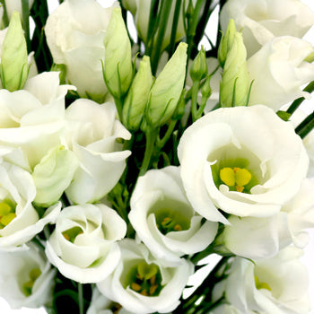 Single Piccolo White Lisianthus Wholesale Flower Upclose