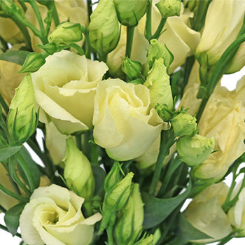 Single Piccolo Yellow Lisianthus Wholesale Flower Upclose