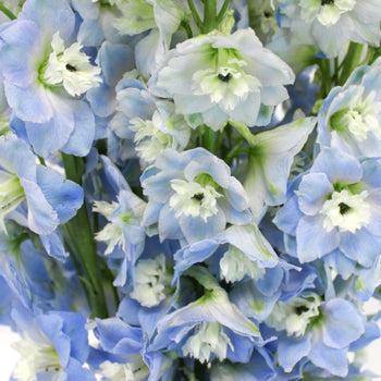 Sky Blue Designer Delphinium Wholesale Flower Up close