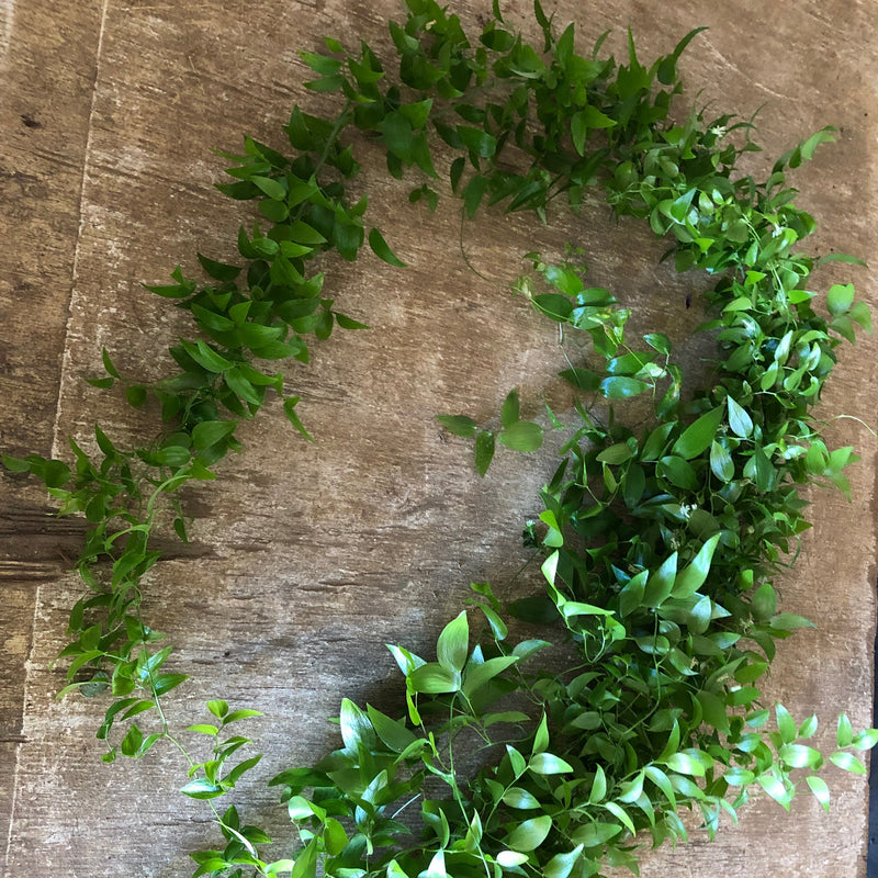Smilax Greenery Vine Wholesale