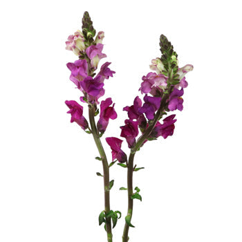 Snapdragon Purple Lavender Flower