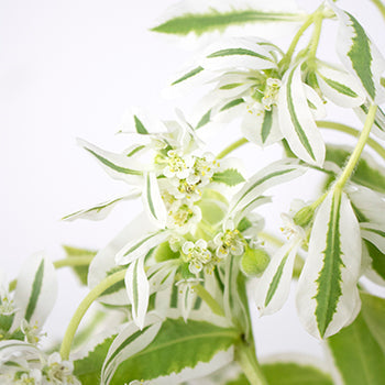 Wedding greenery snow on the mountain euphorbia marginata sold near me