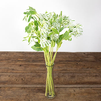Single stem of snow on the mountain euphorbia marginata bulk greenery