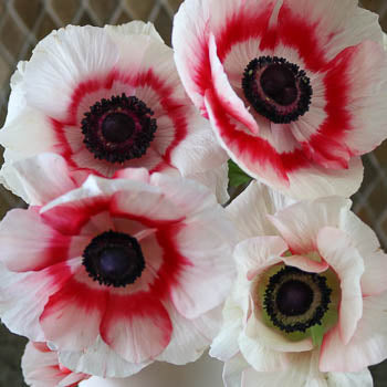 Soft Red Designer Anemone Wholesale Flower Upclose