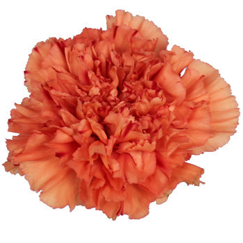 Solex Orange Carnation Flower Bloom