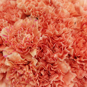 Solex Orange Wholesale Carnations Up close