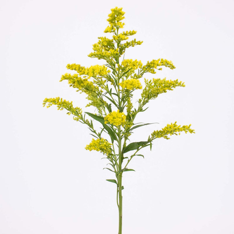 Yellow Solidago Flower Stem