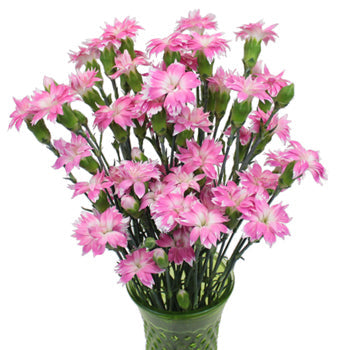Pink Diamond Star Dianthus Flower