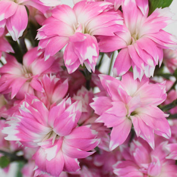 Pink Diamond Star Dianthus Flower